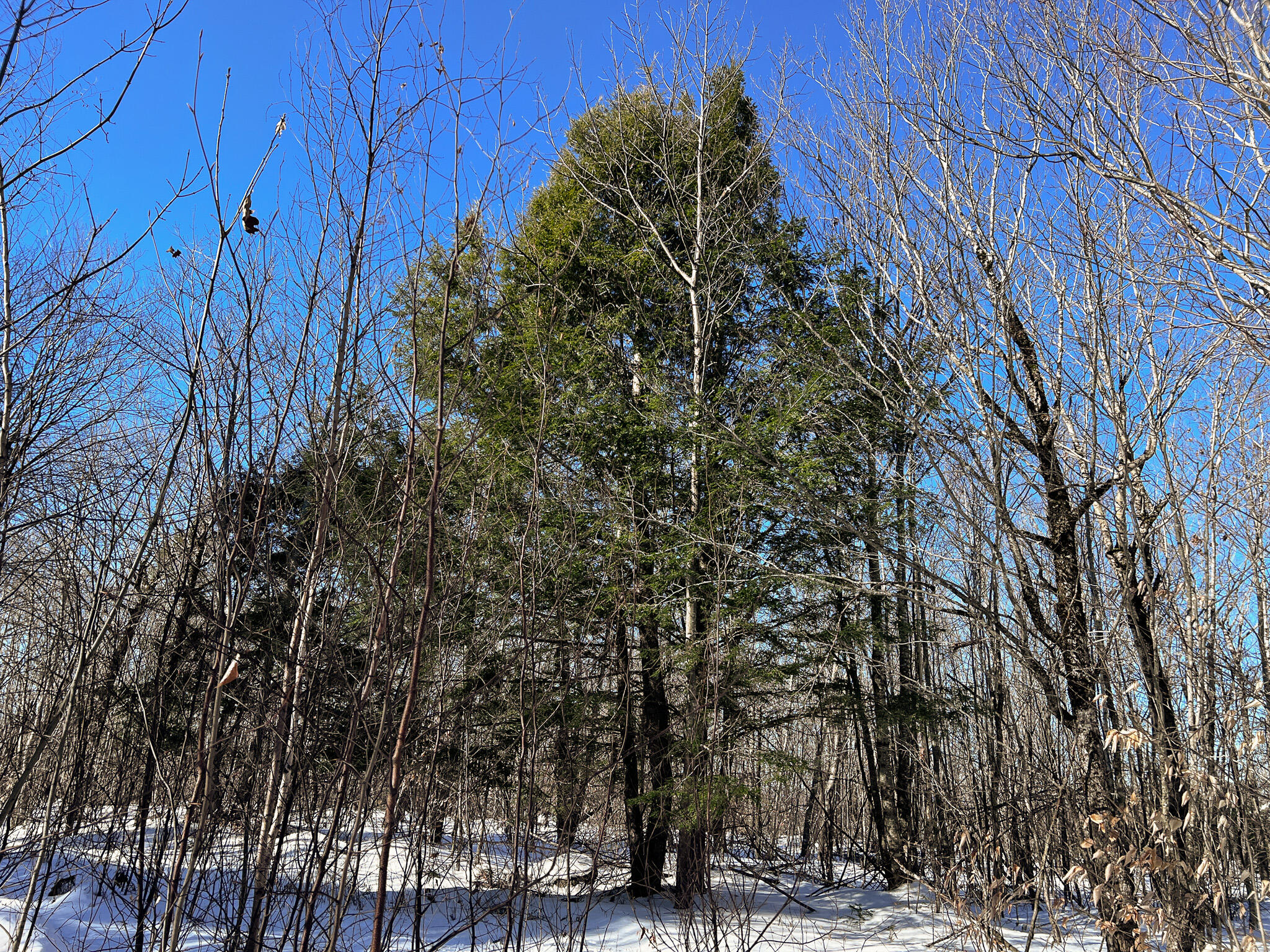 575 West Old Main Road Lowell, ME 04493 - Photo 15 of 16 IMG_2950
