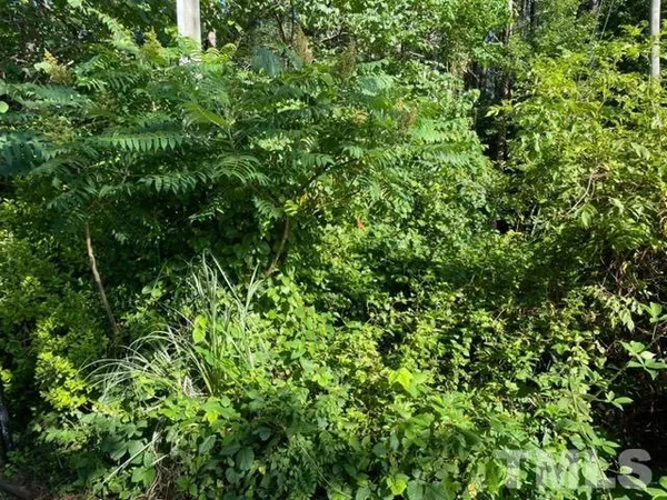 a view of a lush green forest