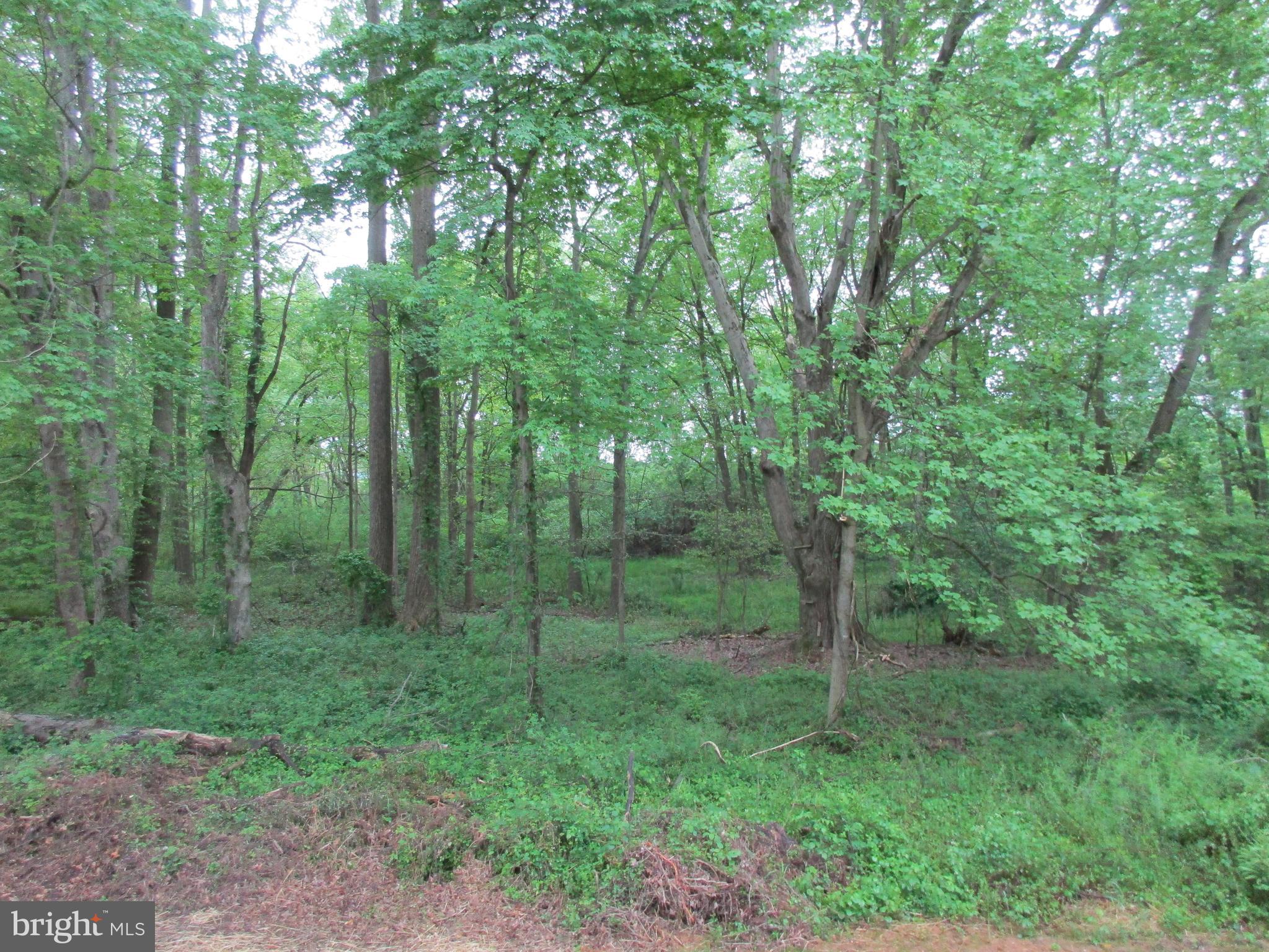 24519 Chestertown Road Chestertown, MD 21620 - Photo 22 of 24 Side Yard
