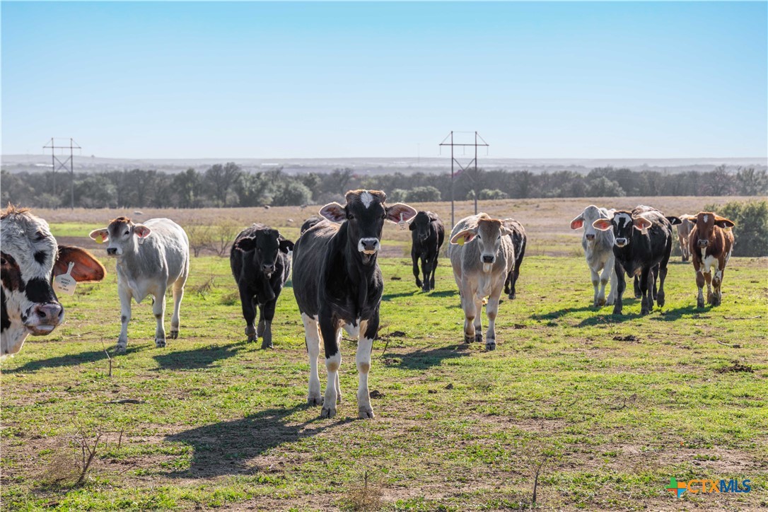 610 Heyser Road Gatesville, TX 76528 - Photo 39 of 46