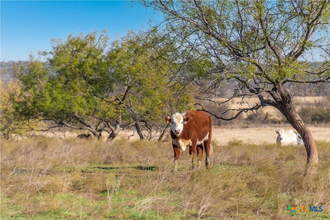 610 Heyser Road Gatesville, TX 76528 - Photo 41 of 46