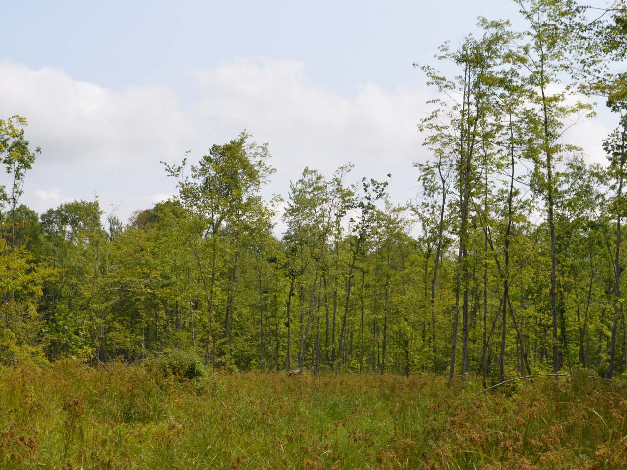 Four Mile Road Tomahawk, WI 54487 - Photo 18 of 20 Gallery Image 18