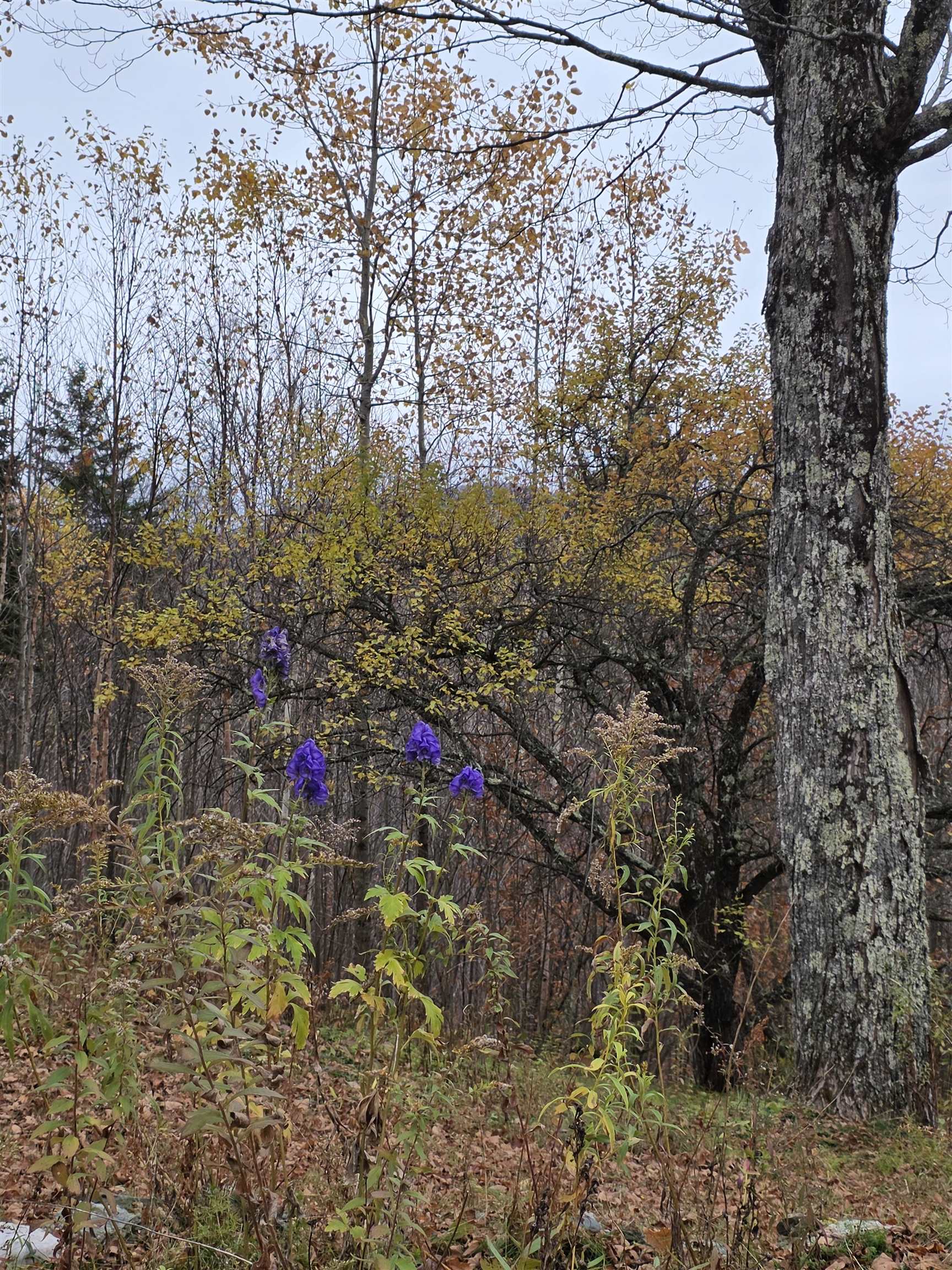 1846 Dartt Hill Road Bethel, VT 05032 - Photo 8 of 40