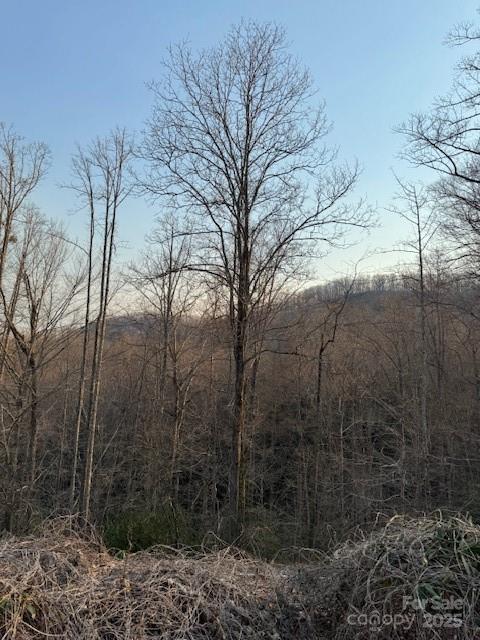 a view of a forest filled with trees