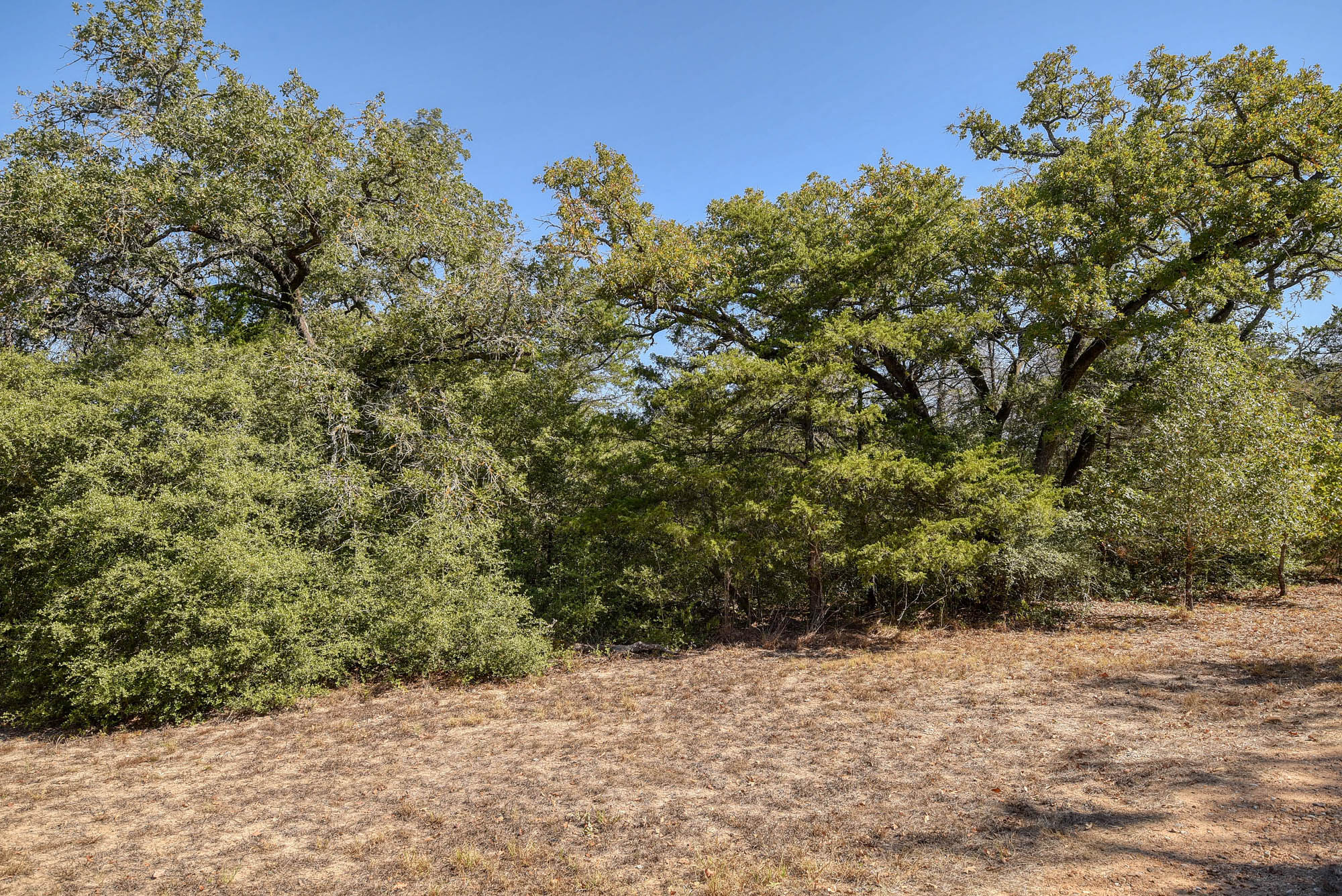 181 Lockwood Road Red Rock, TX 78662 - Photo 32 of 32 a view of a dry yard with trees