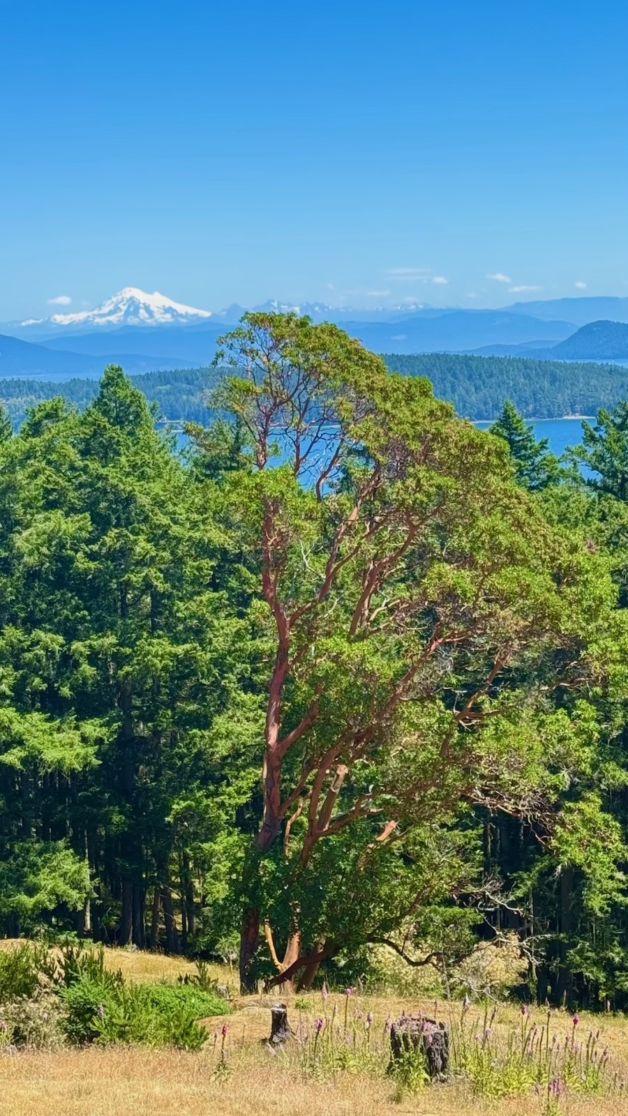 726 Pine Ridge Drive Orcas Island, WA 98280 - Photo 40 of 40