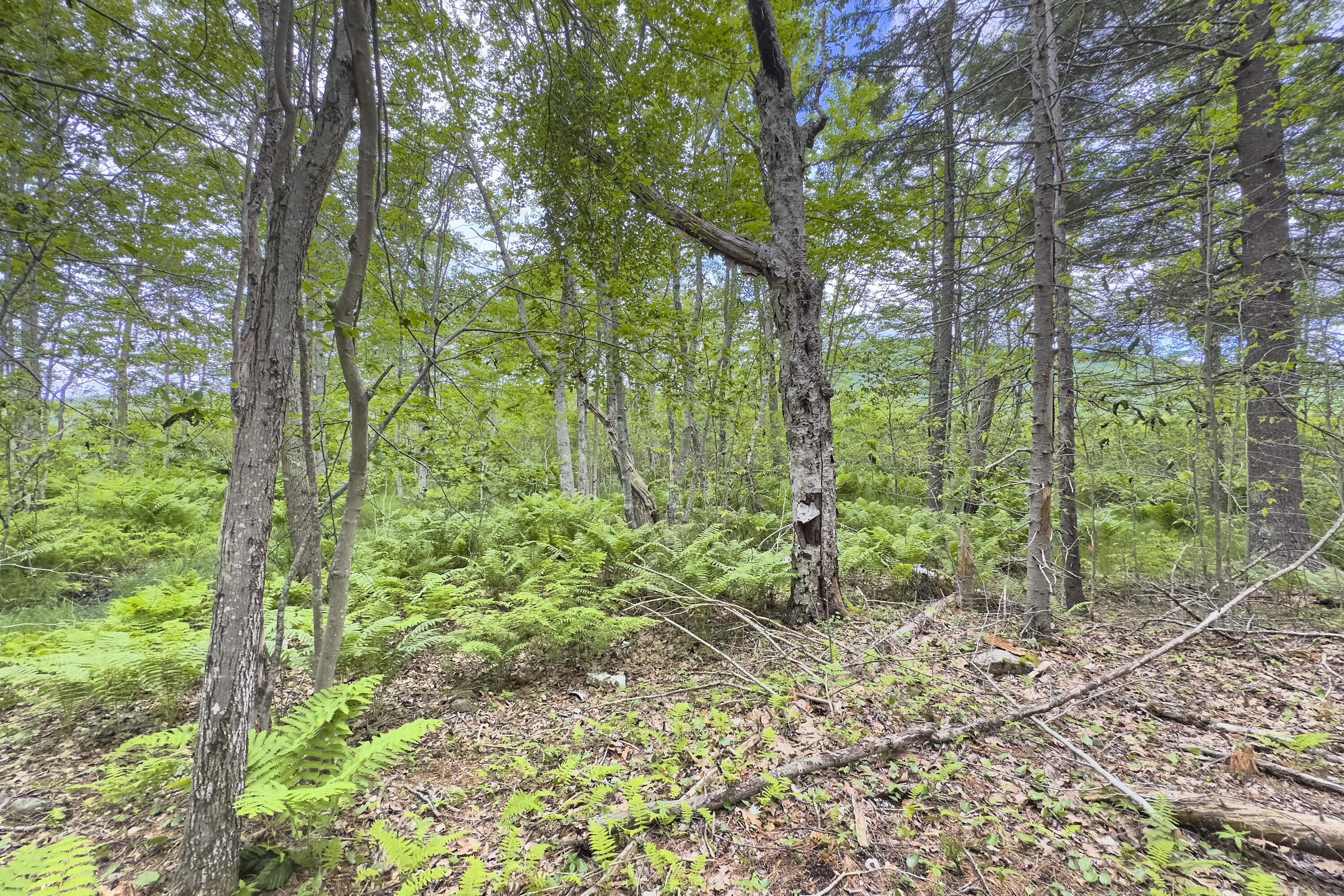 Lot 47 Loon Lane Hope, ME 04847 - Photo 6 of 22 02- 891 Barnestown Road - Hope - JAC