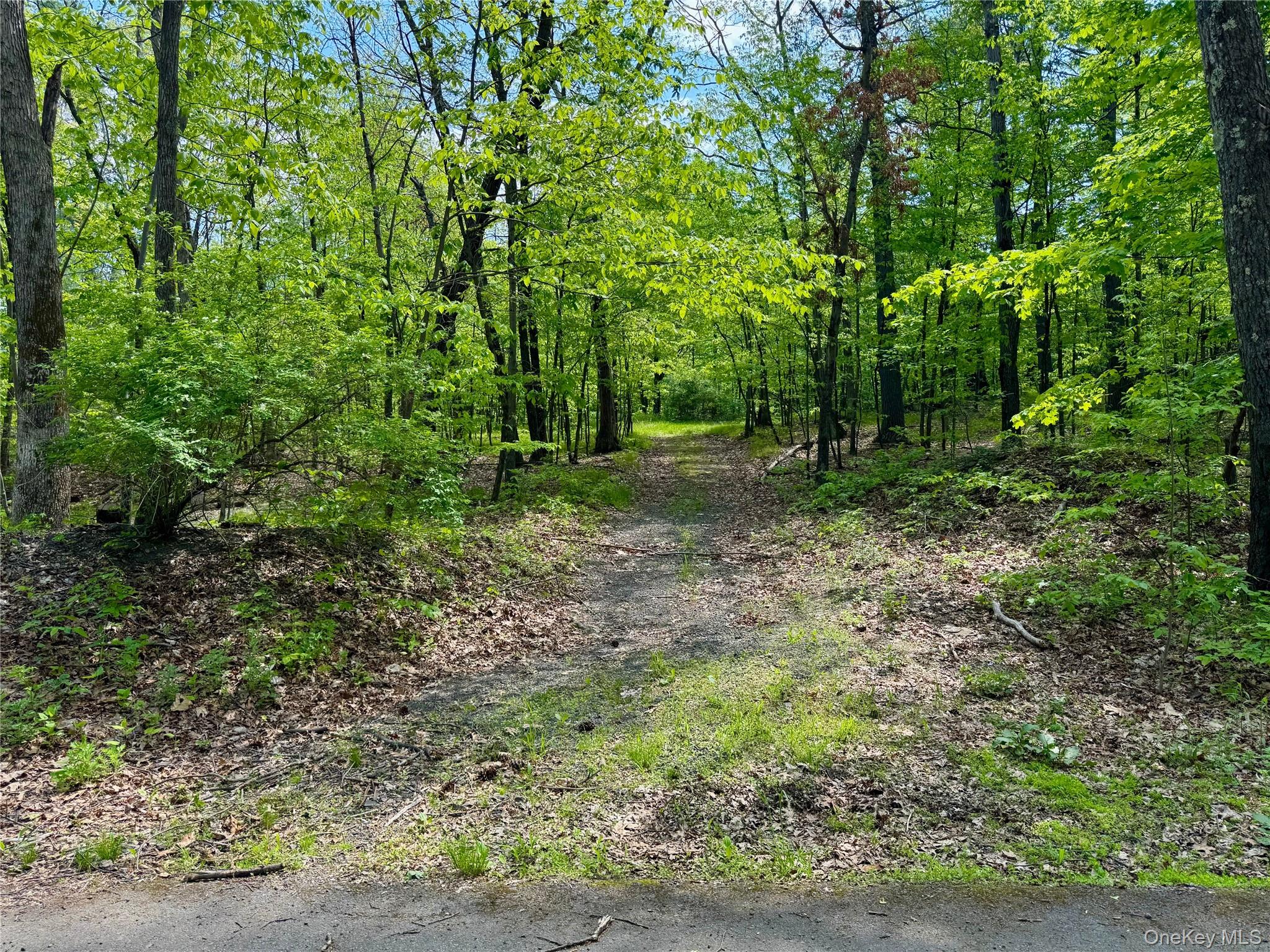 Tbd Bill Matter Road Climax, NY 12042 - Photo 4 of 19 a big yard with lots of green space and deers