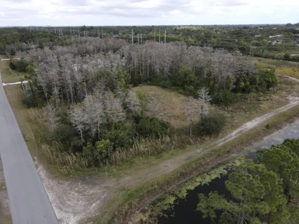 a view of a forest with trees in the background