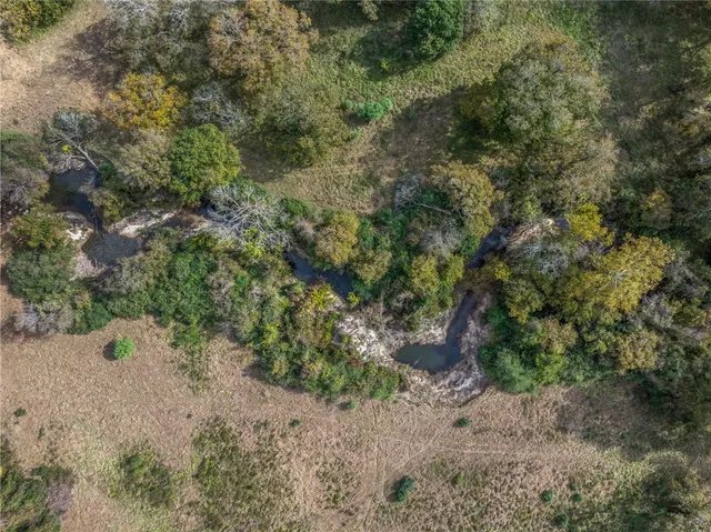 a view of a forest with a tree
