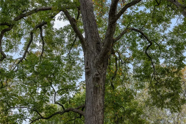 a close up of a tree in a yard