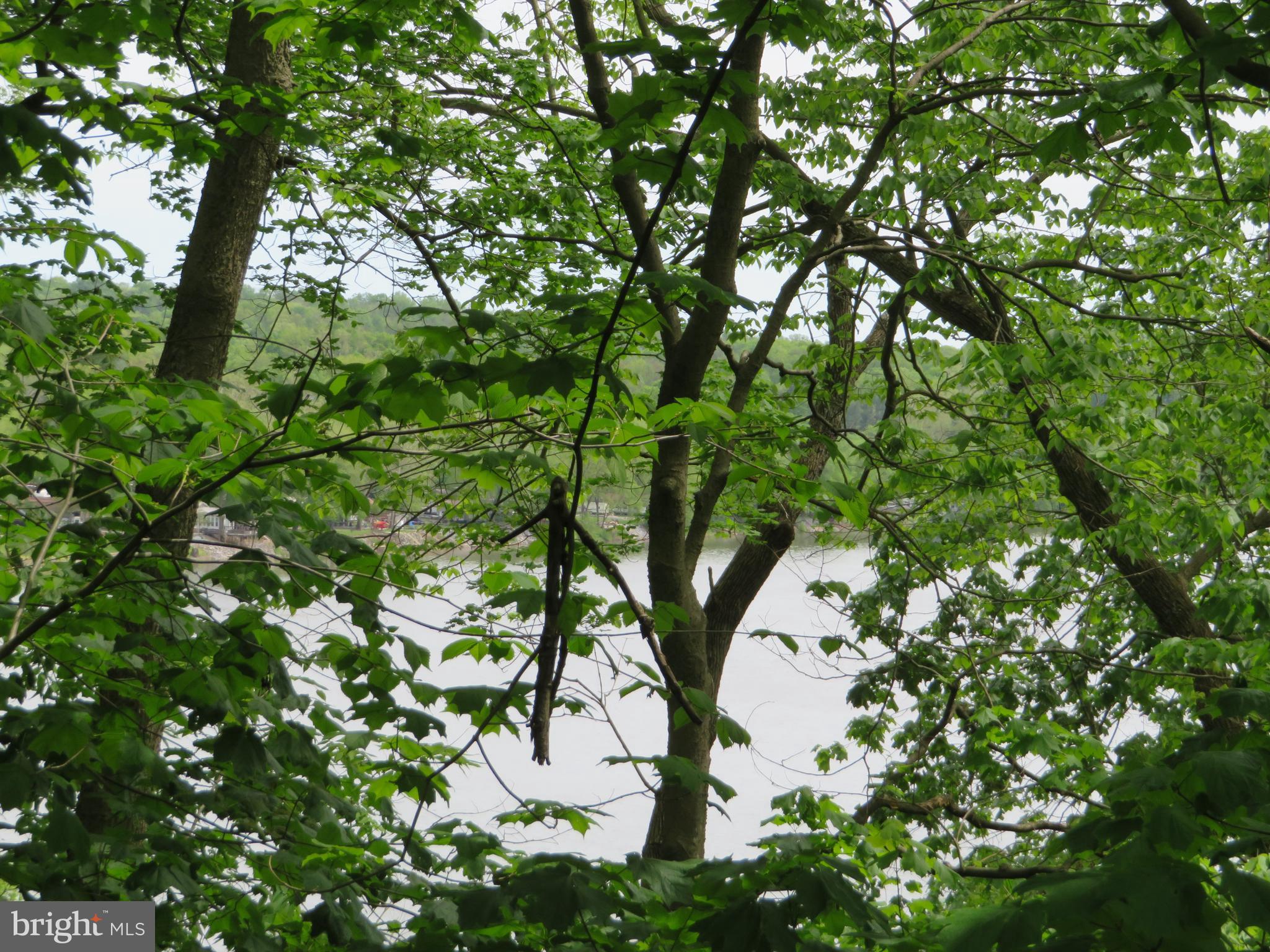 139-118 Boo Boo Boulevard Falling Waters, WV 25419 - Photo 11 of 19 a picture of tree