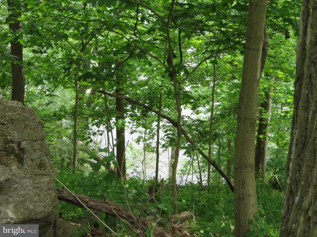 a view of a lush green forest