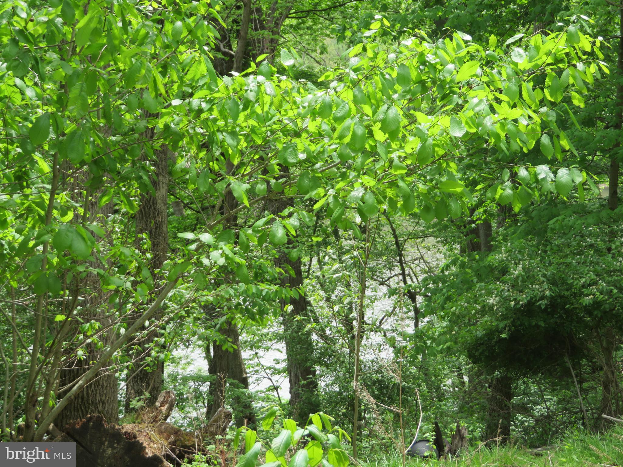 139-118 Boo Boo Boulevard Falling Waters, WV 25419 - Photo 8 of 19 View Of The Potomac