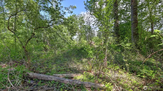 a view of a forest with lots of trees