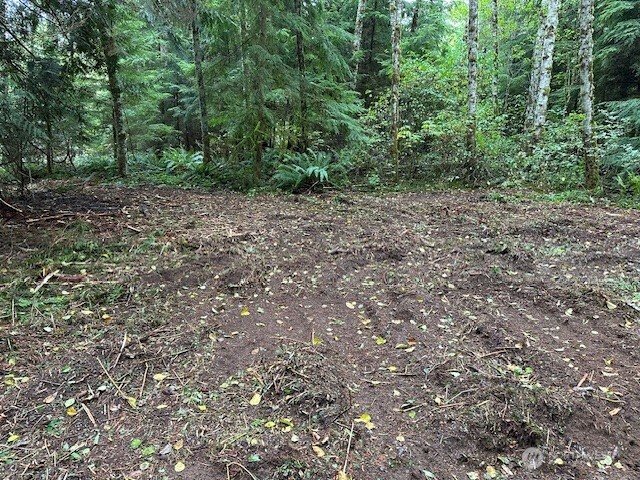 a view of a forest with trees in the background