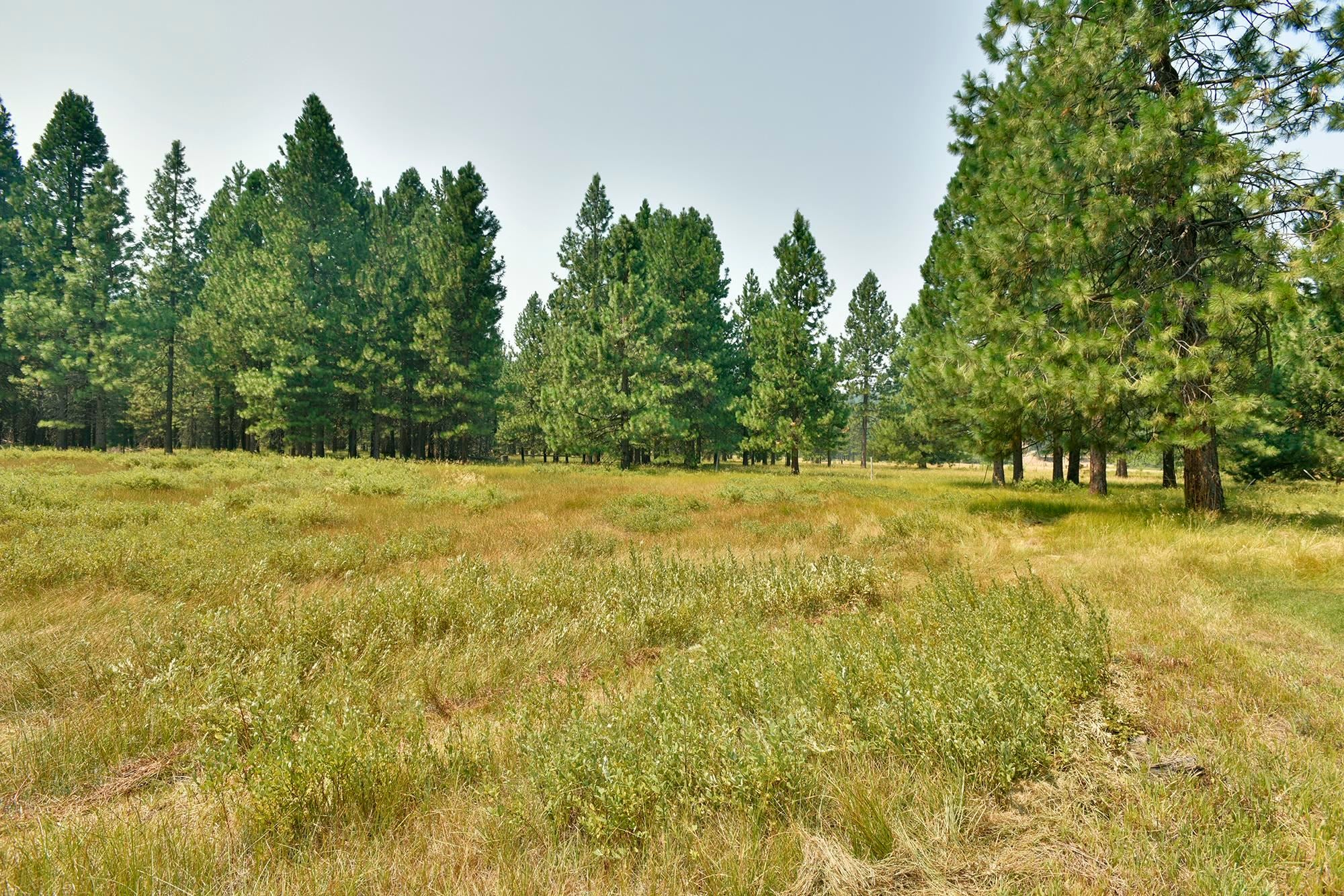 1138 Deetz Road Mount Shasta, CA 96067 - Photo 44 of 49 Gallery Image 44