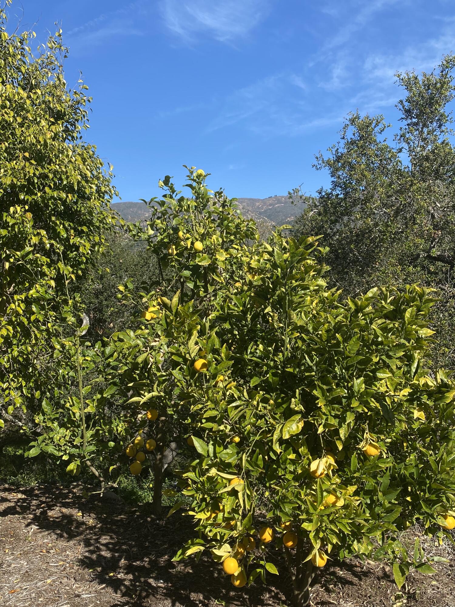 950 Arcady Road Montecito, CA 93108 - Photo 23 of 26 Family orchard