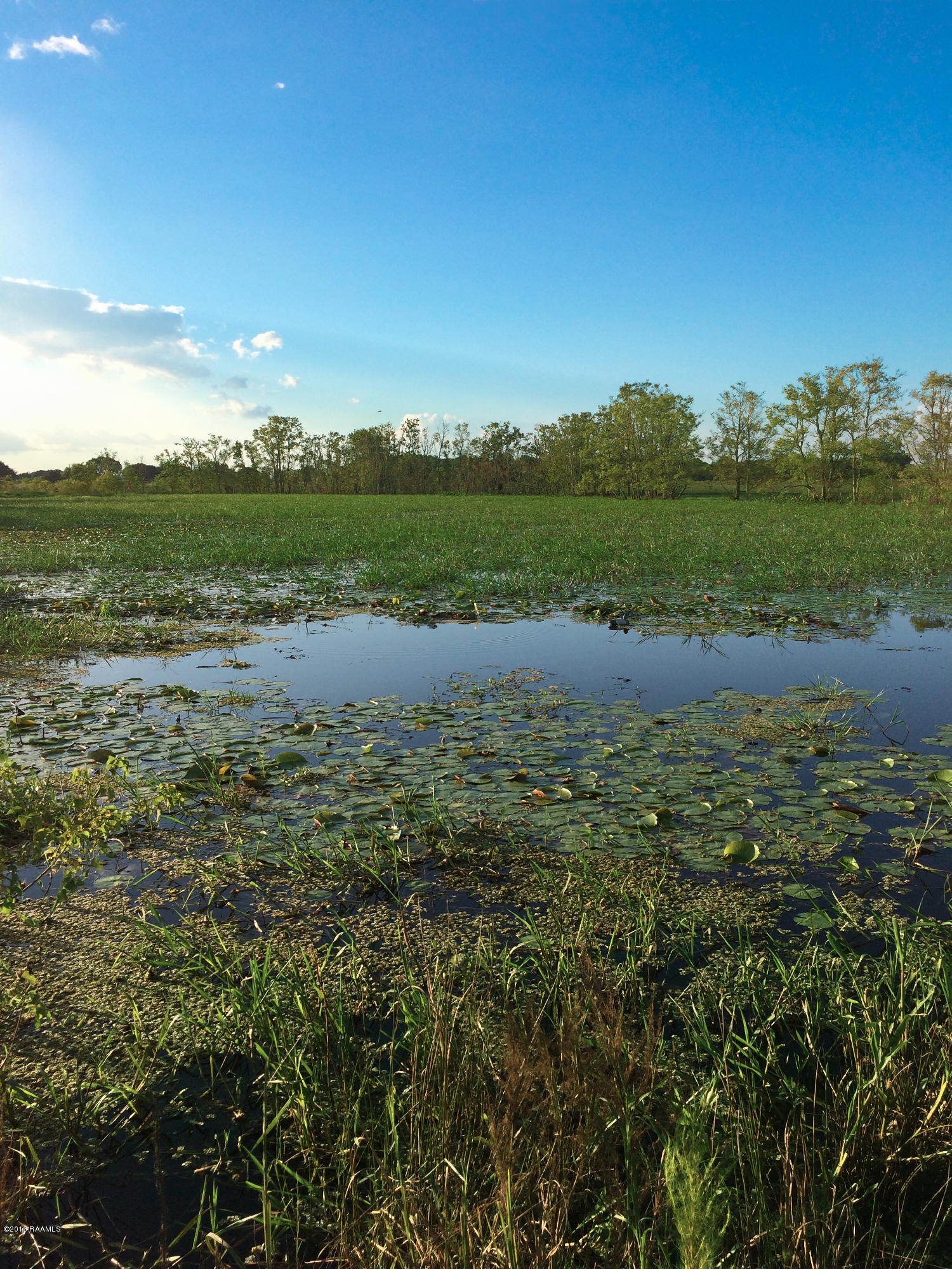 Pond