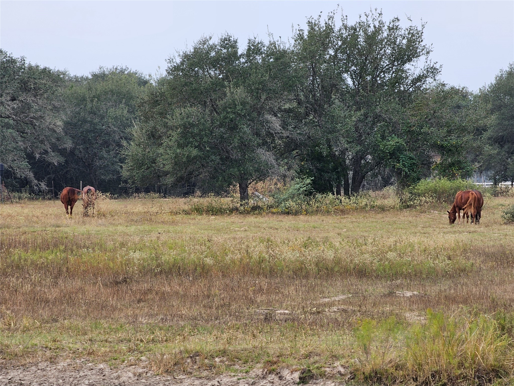 0 Schultz Road Columbus, TX 78934 - Photo 8 of 9 a view of a yard with a tree