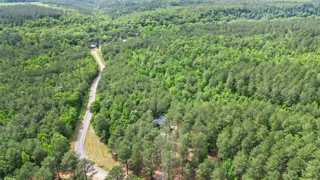 a view of a forest with a tree