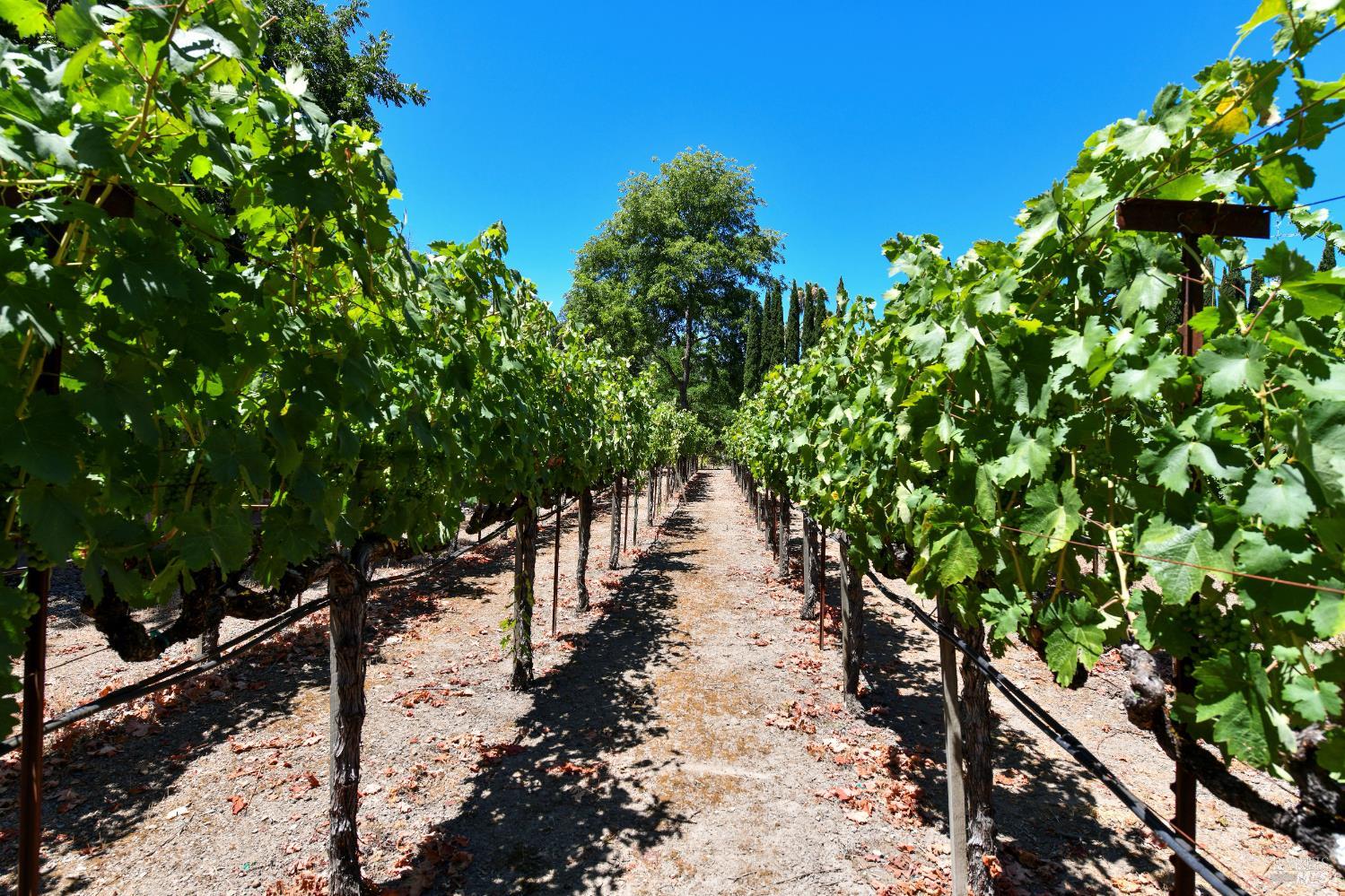 455 Glass Mountain Road St. Helena, CA 94574 - Photo 7 of 49