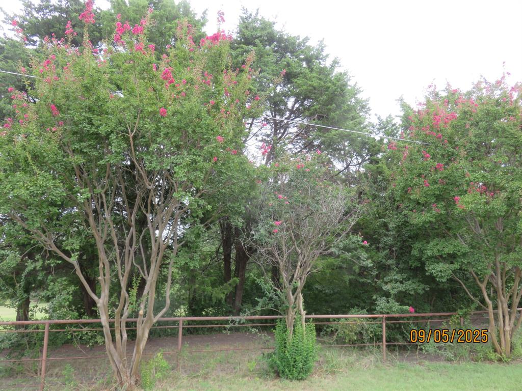 6 Highridge Farms Road Lowry Crossing, TX 75069 - Photo 3 of 19 a view of a forest with a tree