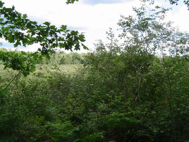 Lot 10 Dam Road Rhinelander, WI 54501 - Photo 1 of 1 Gallery Image 1