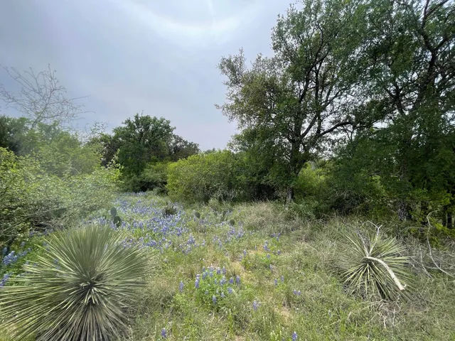 a view of a plants and small yard of a house