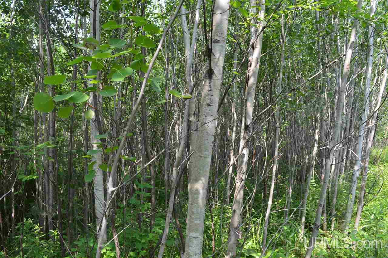 Tbd Herman Road Lanse, MI 49946 - Photo 21 of 50 Gallery Image 21