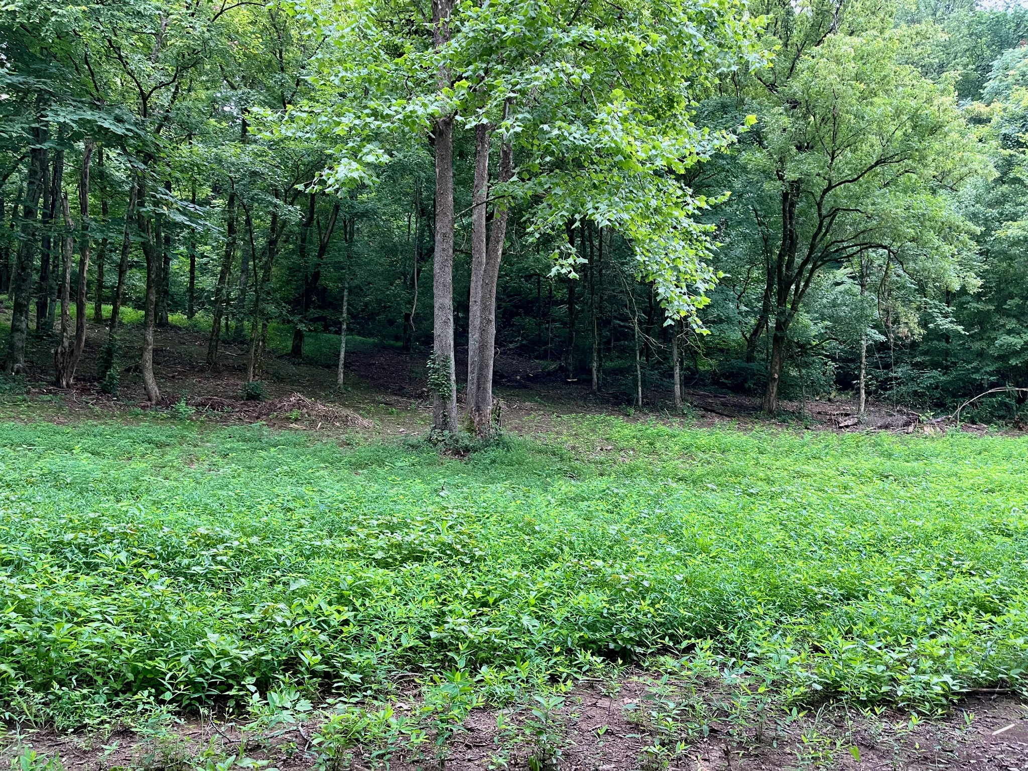 135 Dillehay Hollow Road Pleasant Shade, TN 37145 - Photo 44 of 47