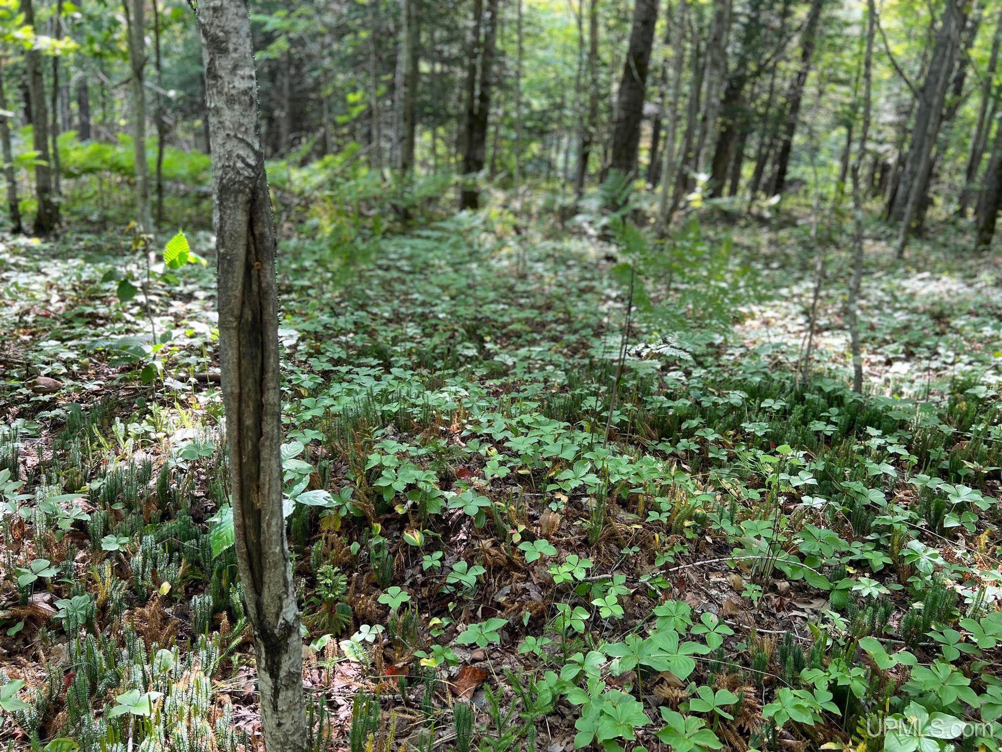 Mcconnel Road Curtis, MI 49820 - Photo 32 of 45 Gallery Image 32