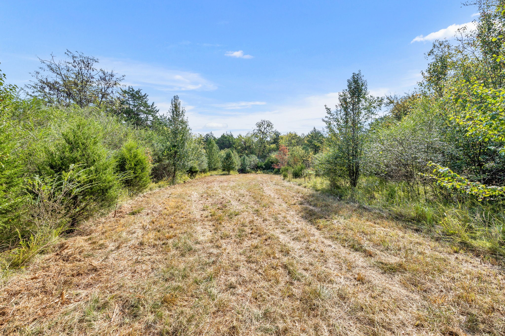 0 Bethbirei Road Lewisburg, TN 37091 - Photo 14 of 20 a view of a forest with trees in the background