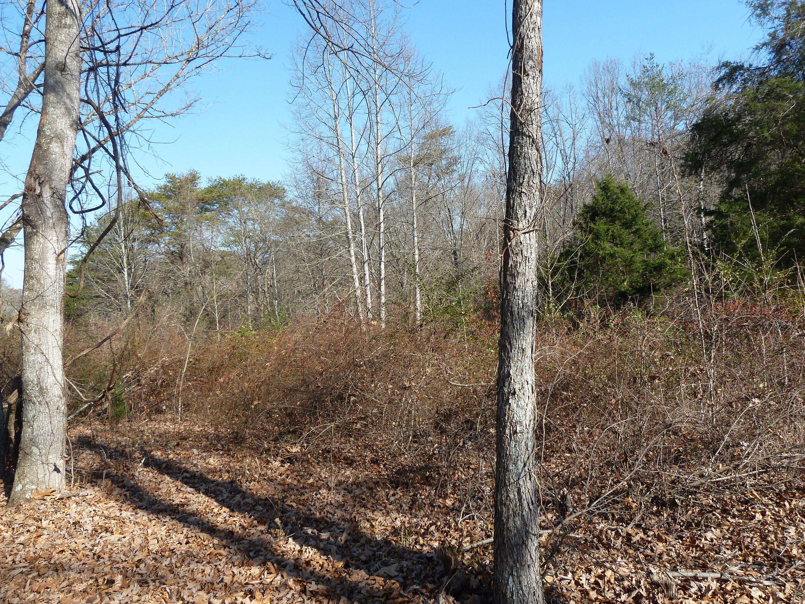 Old Jacksboro Pike Heiskell, TN 37754 - Photo 8 of 12 P1210264