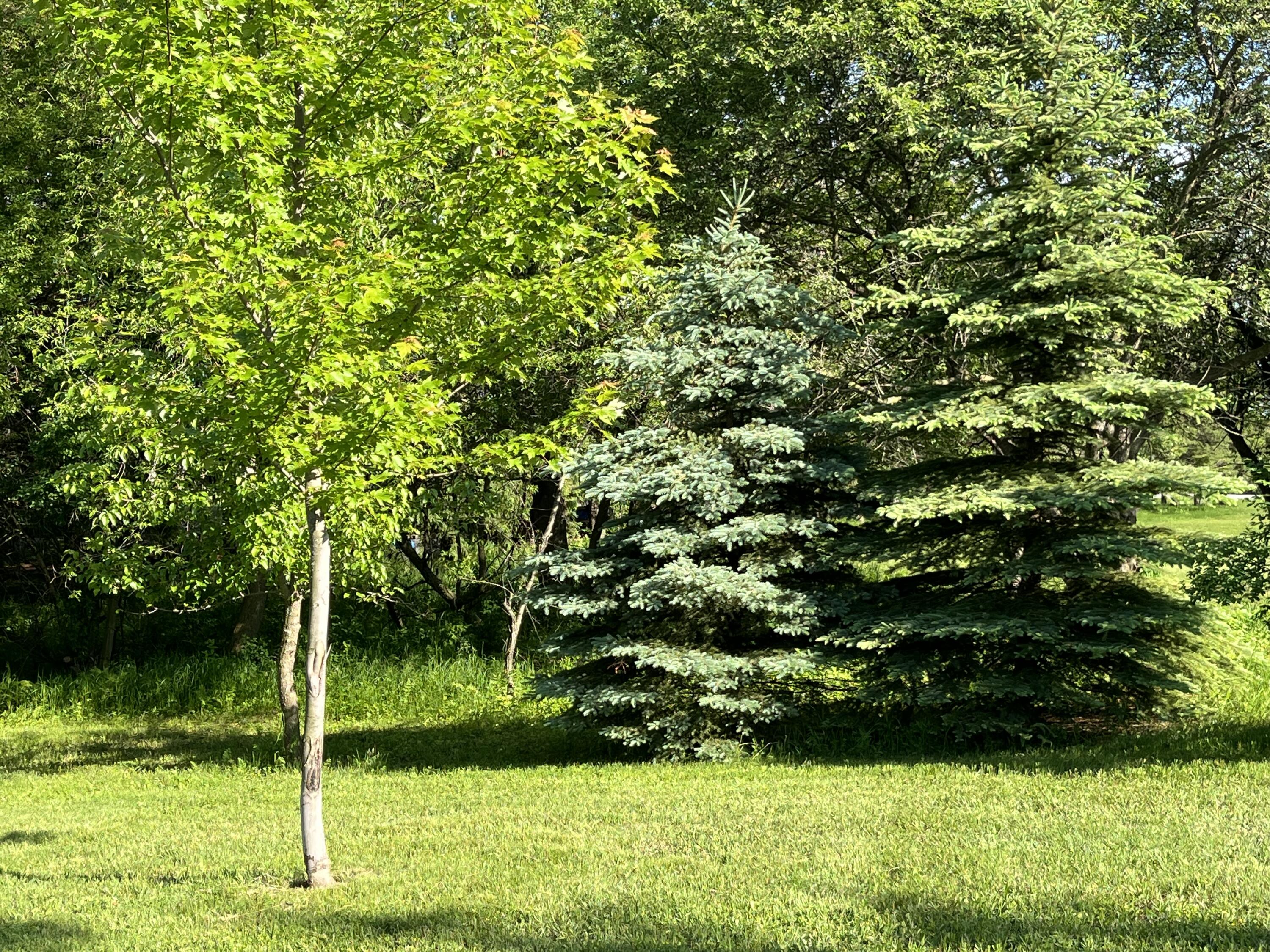 11105 Meadow Ridge Road Whitelaw, WI 54247 - Photo 119 of 126 Yard View 4