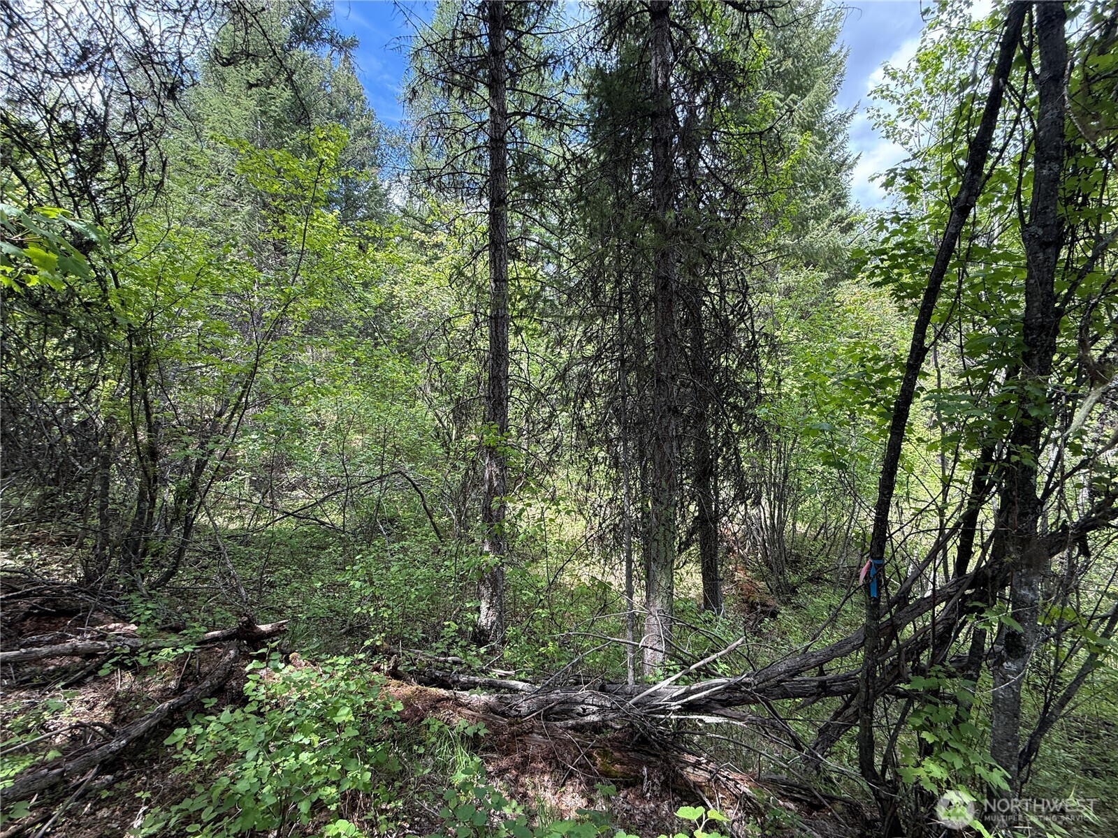 0 Knob Hl Road East Republic, WA 99166 - Photo 10 of 31 a view of a forest with trees