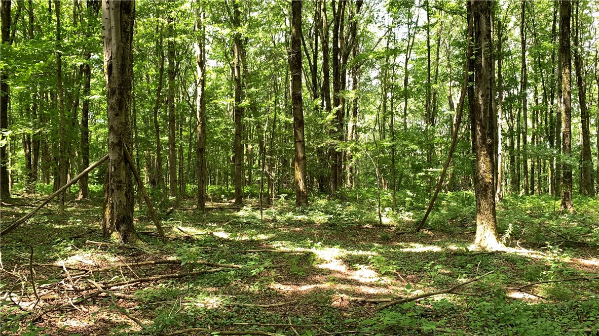 667 Boos Law Road Smyrna, NY 13464 - Photo 27 of 50