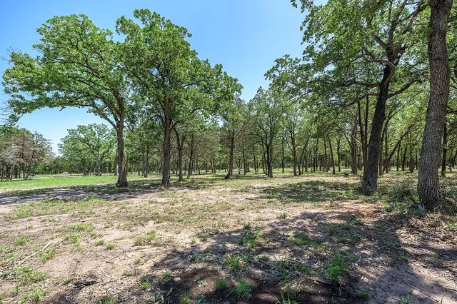 a view of a forest with trees in the background