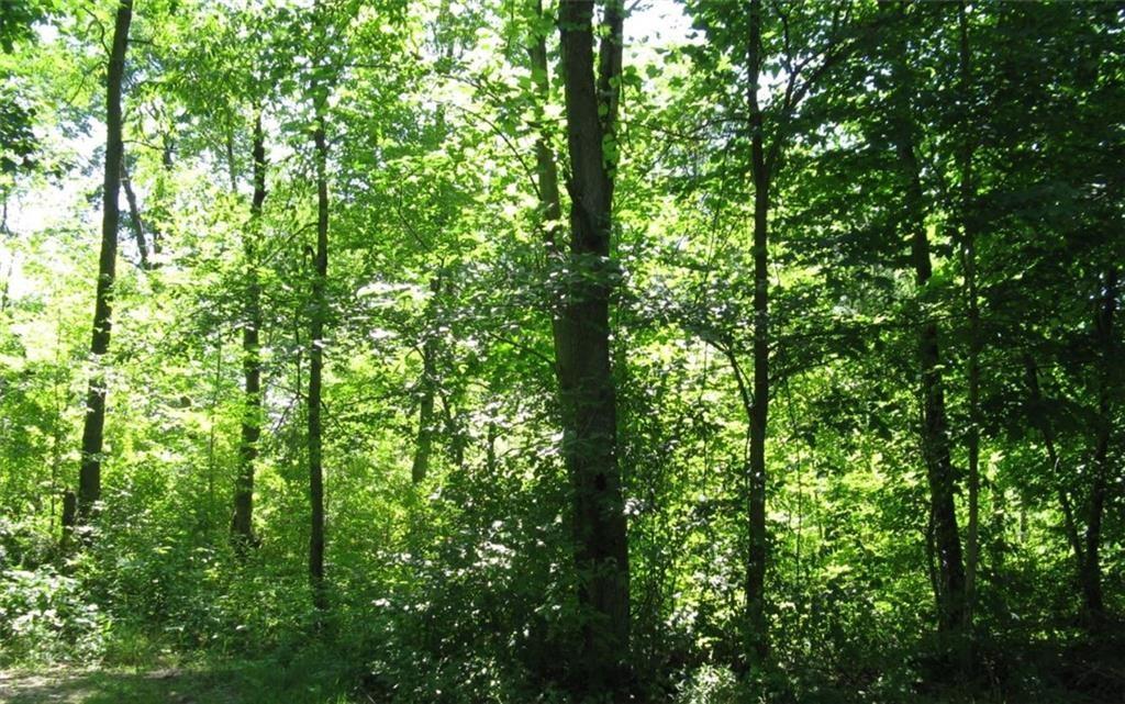 0 Rick Road McKean, PA 16426 - Photo 2 of 3 a view of a lush green forest