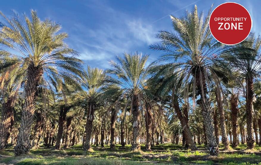 a view of a large tree with yard