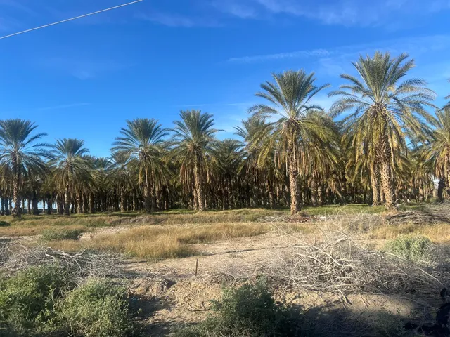 a view of a yard and palm trees