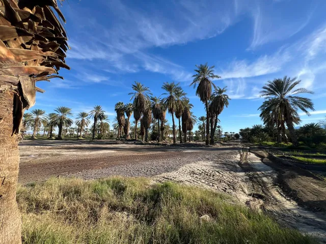 a view of a yard with palm trees
