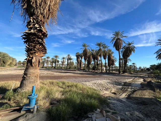 a view of a yard with plants and trees