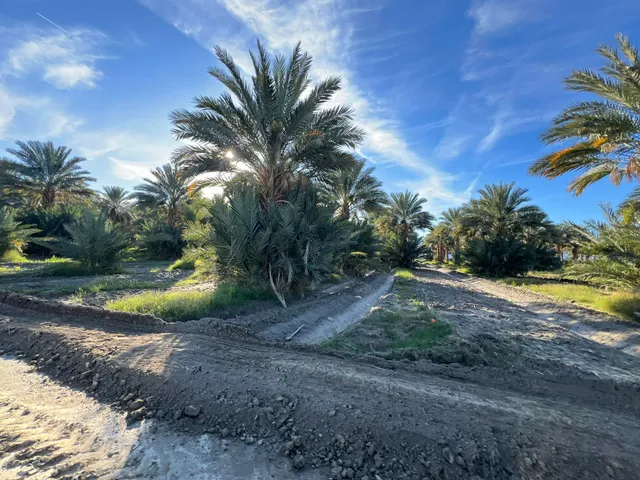 a view of a swimming pool with a garden