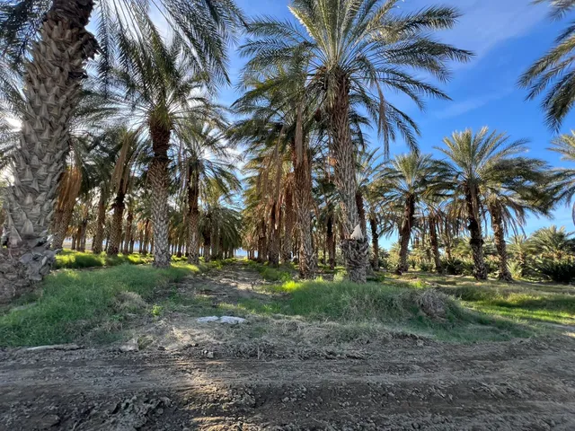 a view of a yard with lots of trees