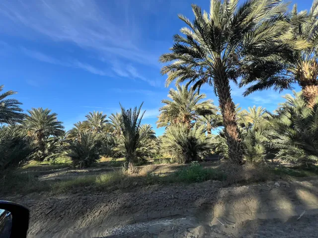 a view of park with tree