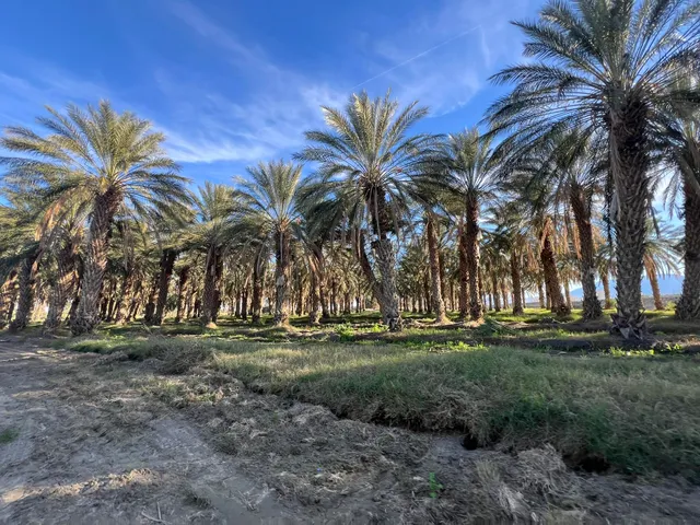 a view of a yard with plants