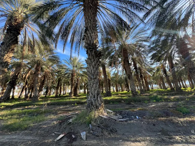 a view of outdoor space with trees