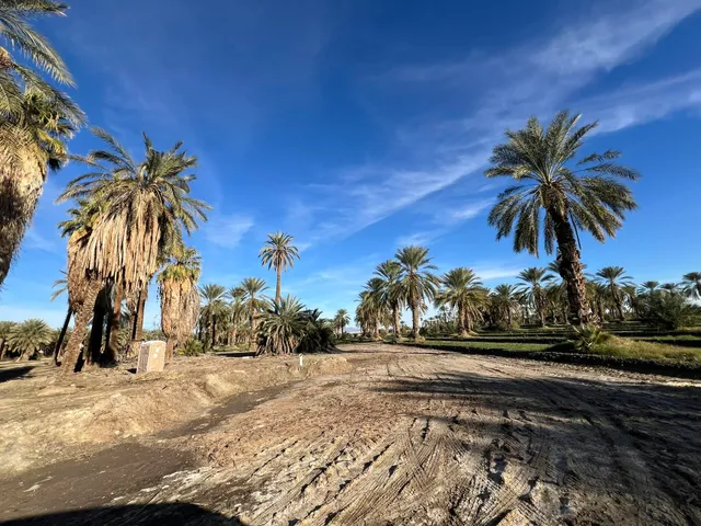 a view of outdoor space with palm trees