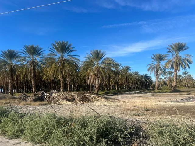 a view of road with palm trees